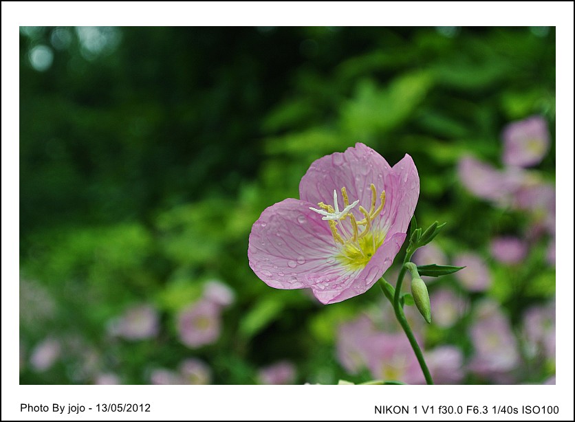 雨后小花 摄影 肖潇jojo