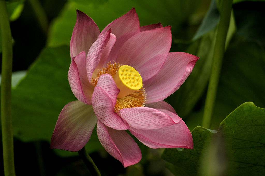 六月花神 摄影 白发学童