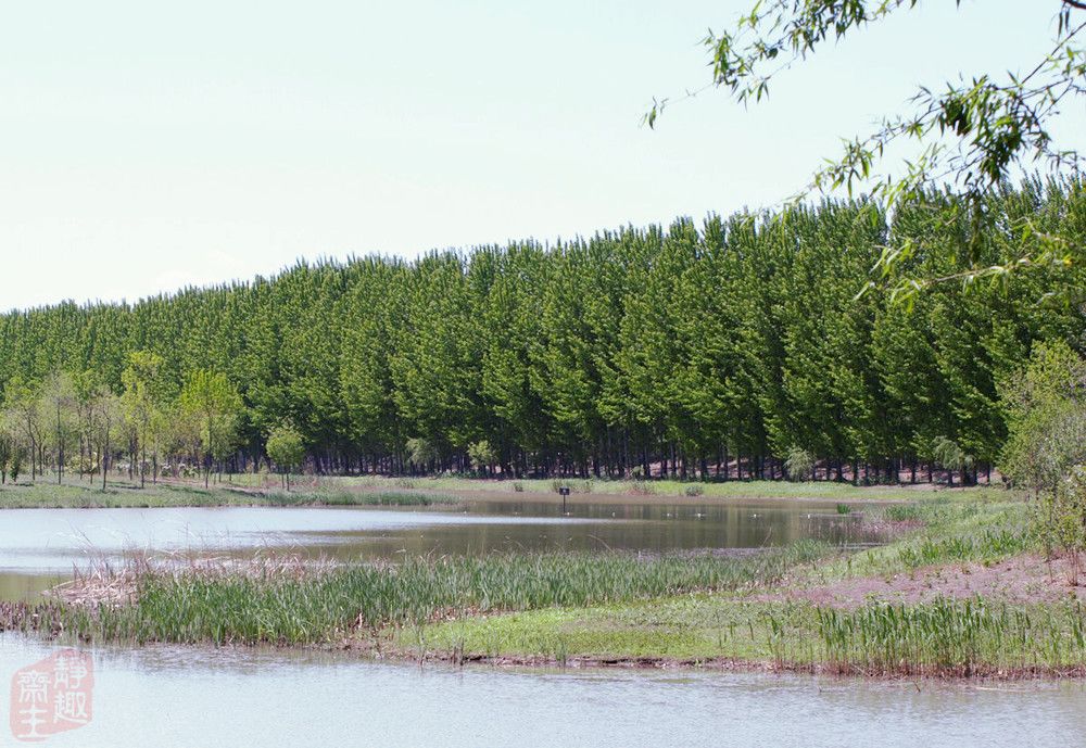 汉石桥湿地 摄影 静趣斋