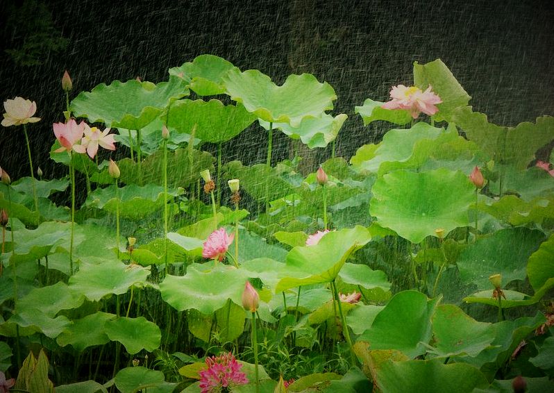 雨荷 摄影 金玉满堂