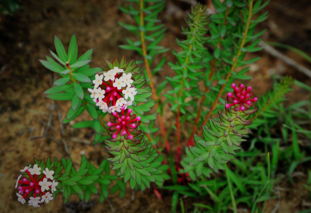 小花 摄影 大小鱼