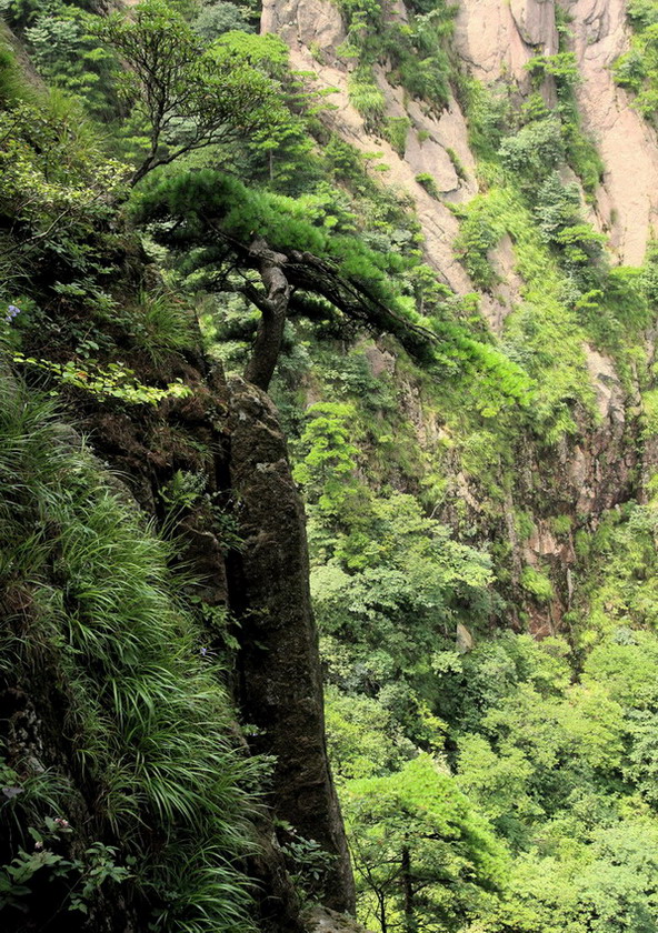 生命（黄山松） 摄影 沧海一粟548