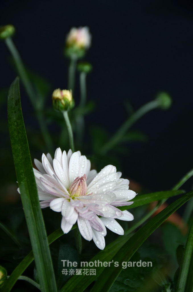 母亲的花园之夏菊 摄影 彩色鼠标