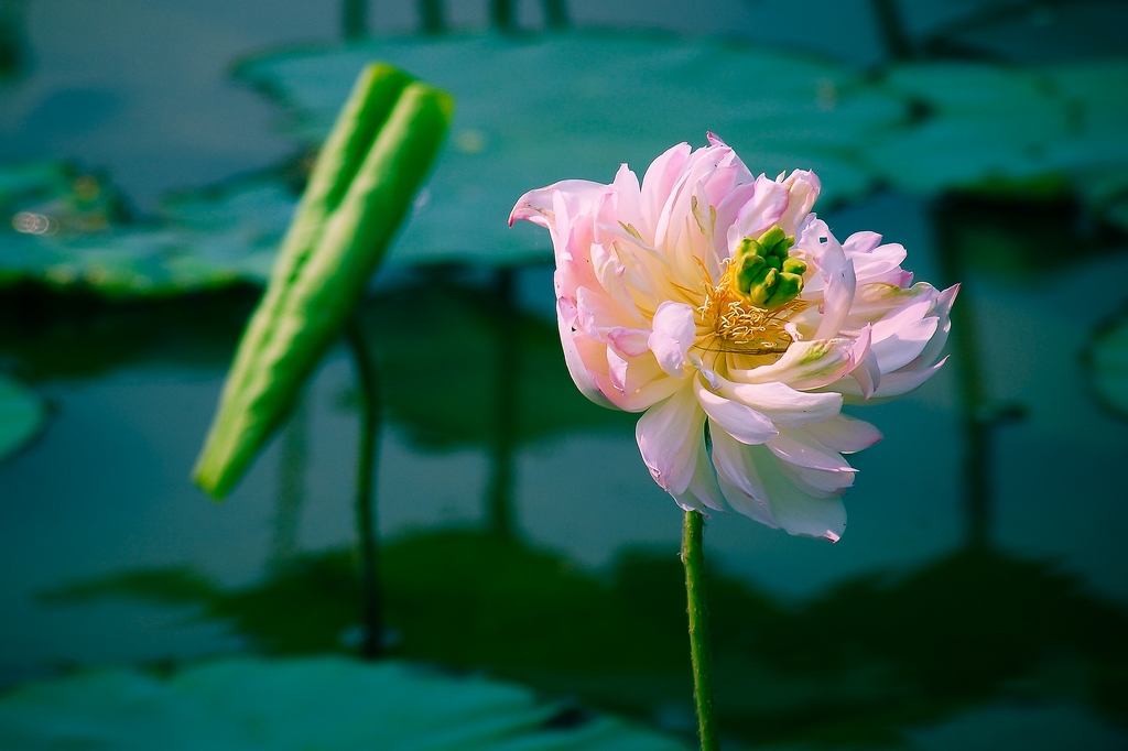 芙蓉出水 摄影 低烧老色友