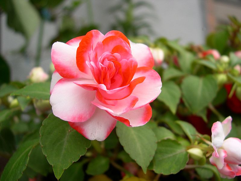 花之韵 摄影 西风胡杨