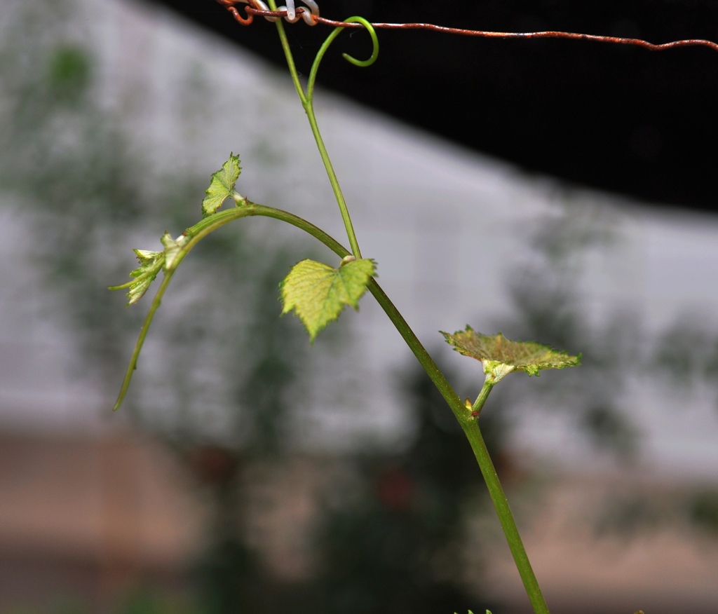 抓住向上！ 摄影 夏至秋实