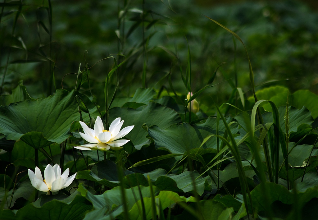 《清幽荷香》 摄影 狼鹰