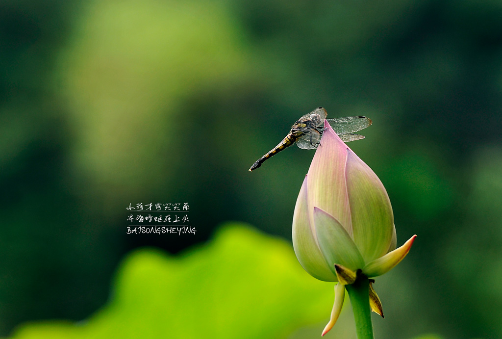 早有蜻蜓在上头 摄影 爱知堂