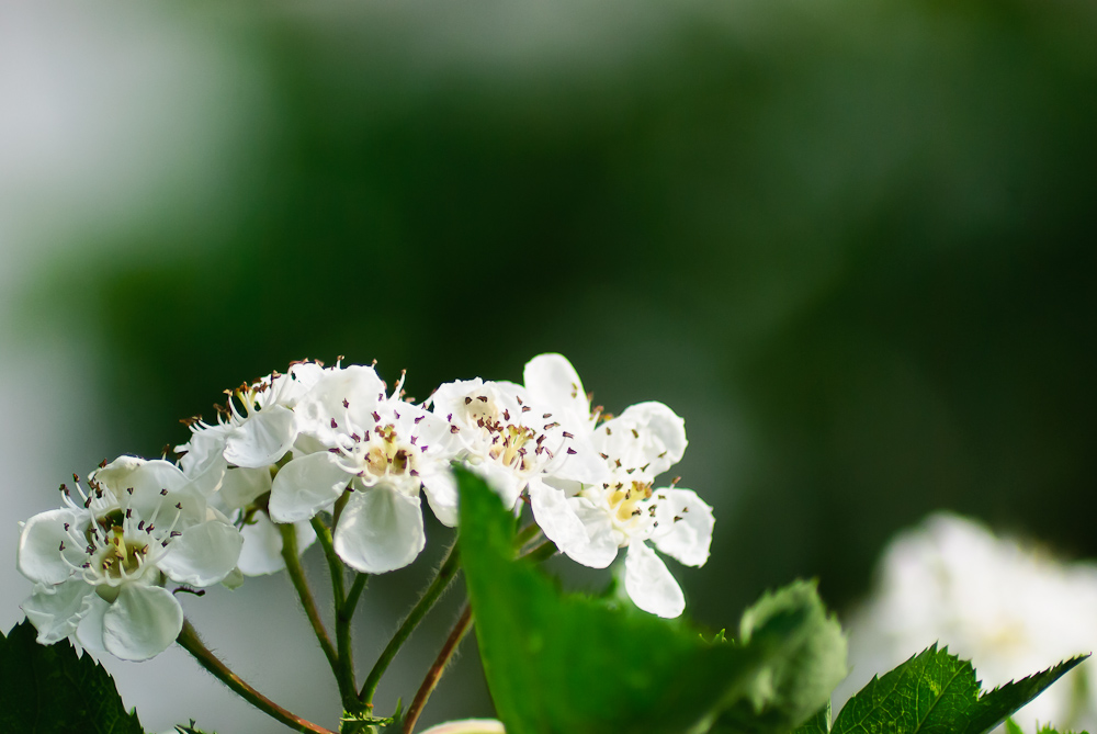 山楂花 摄影 苗思