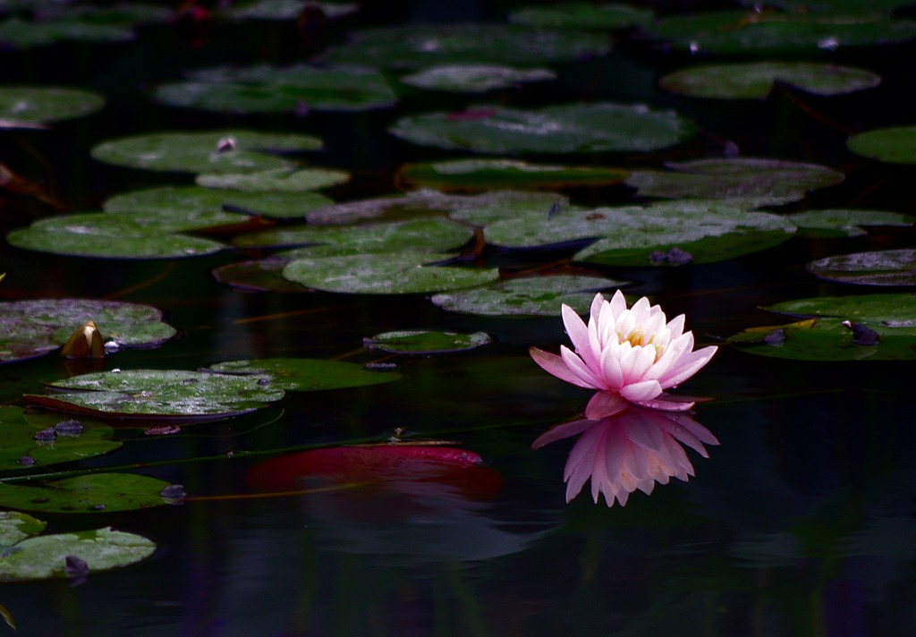 莲花 摄影 心有芊芊