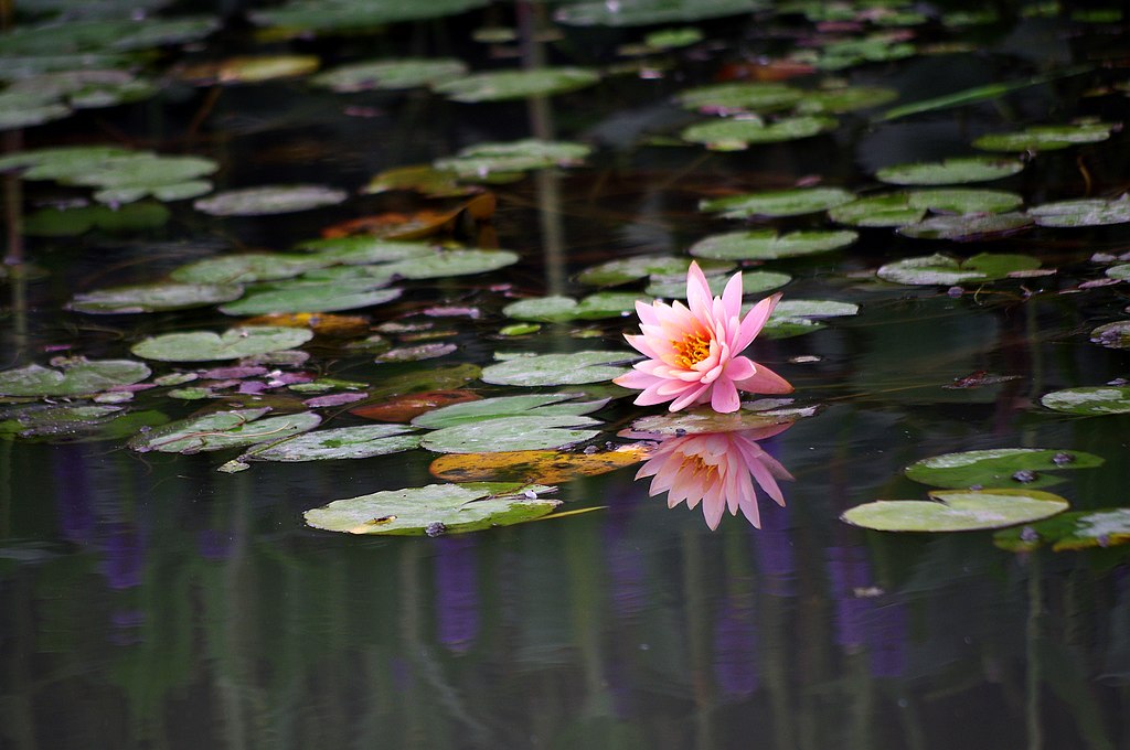 ~莲花~ 摄影 心有芊芊