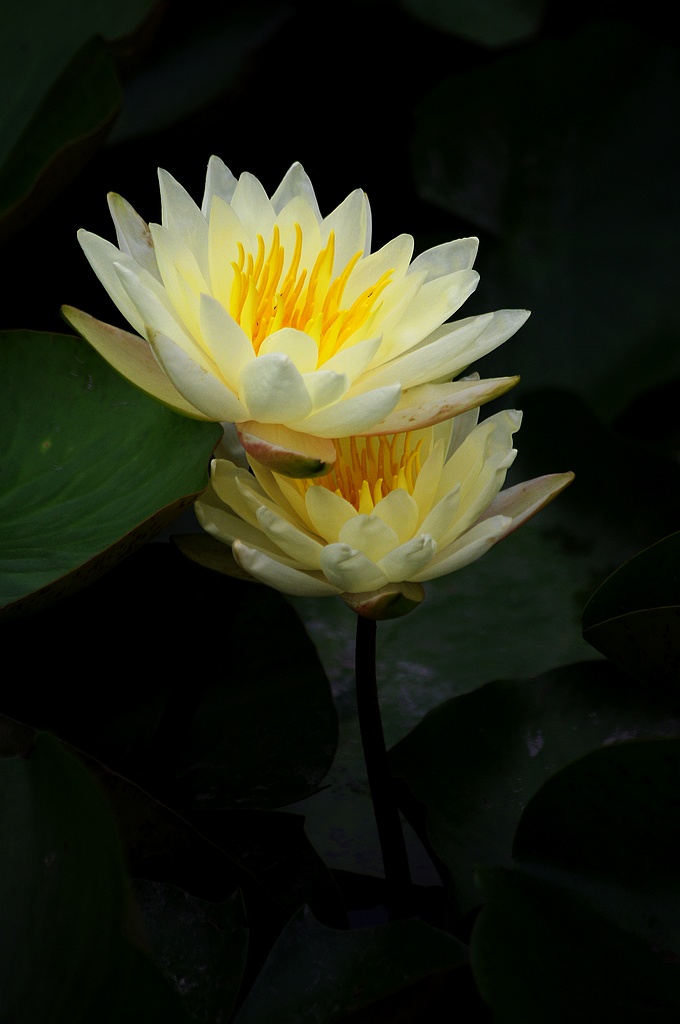 ~~莲花~~ 摄影 心有芊芊