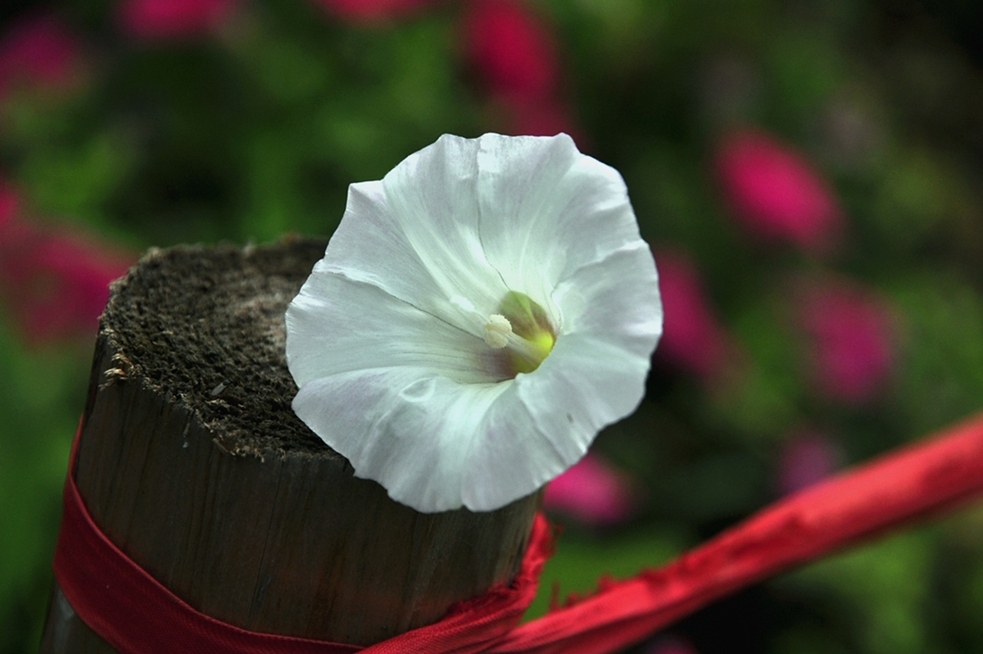 牵牛花 摄影 赶闹忙