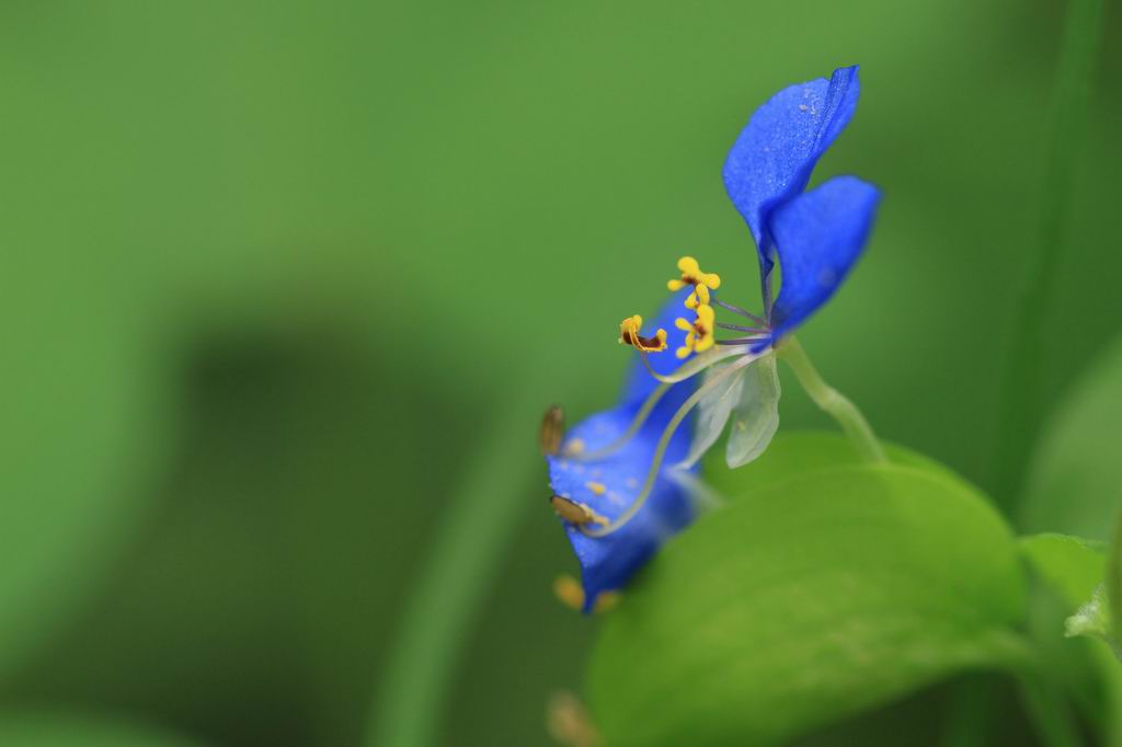 鲜花习作 摄影 旷海山