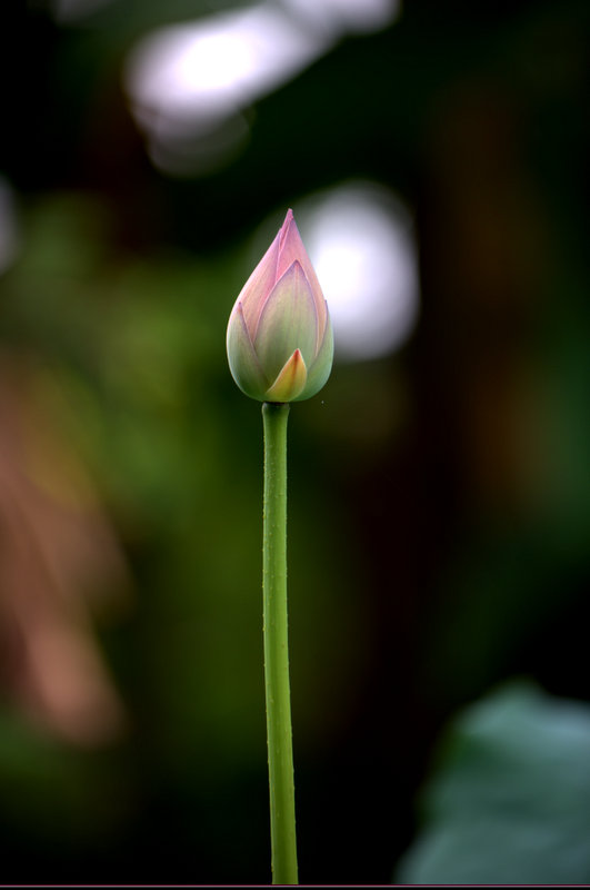 荷 摄影 蒲阿西