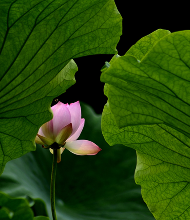 荷 摄影 桂湖常客