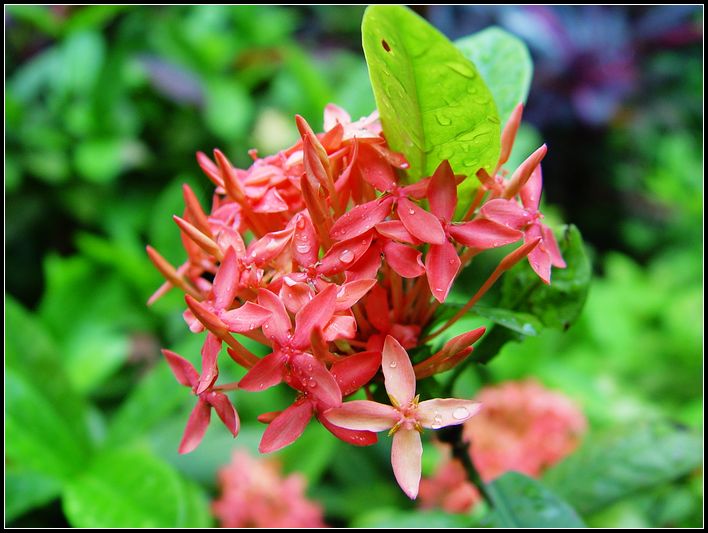 雨后花儿 摄影 红棉