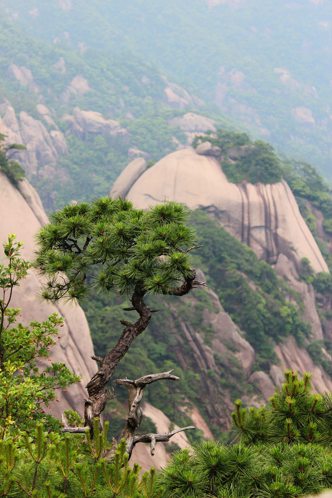 黄山松 摄影 那年那月