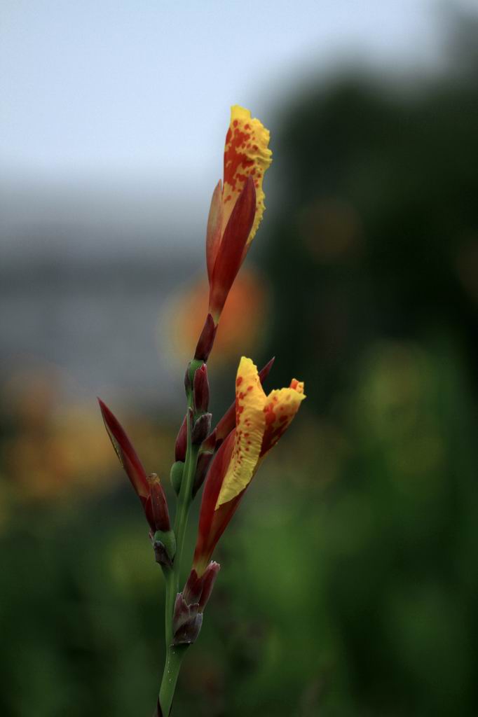 鲜花习作 摄影 旷海山