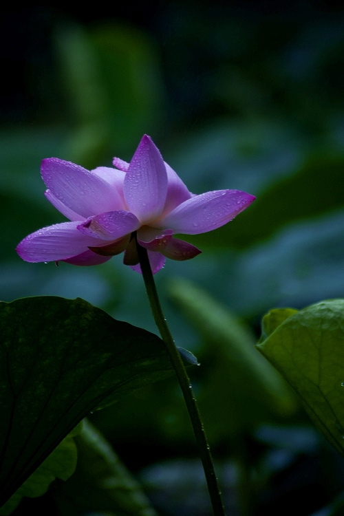 雨荷 摄影 xibeilin