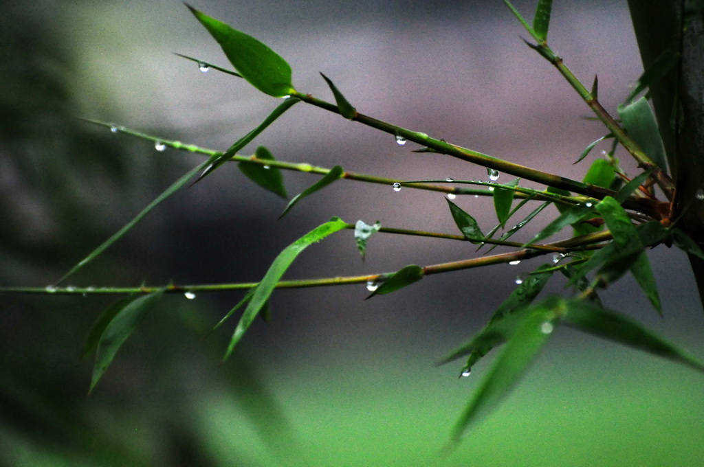 雨后 摄影 蓉城一朵云