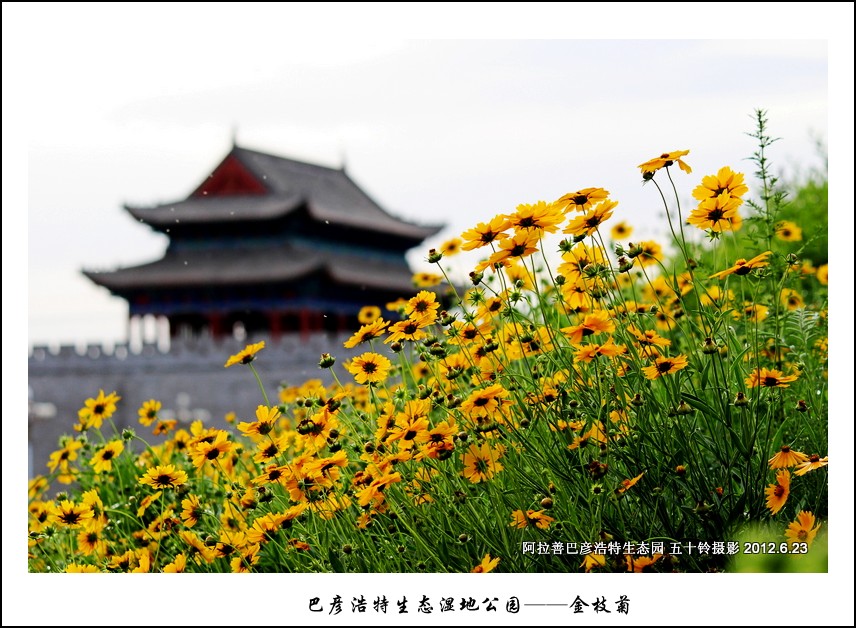 巴彦浩特生态湿地公园——金枝菊 摄影 五十铃