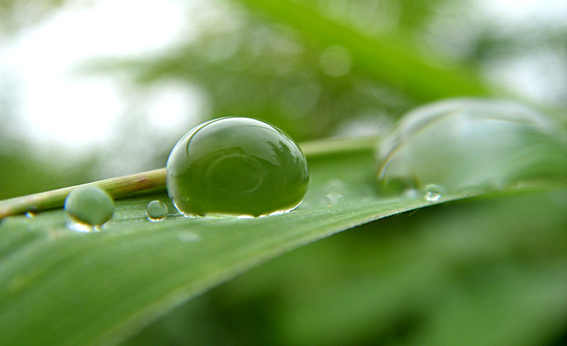 翡翠雨露 摄影 月满西窗