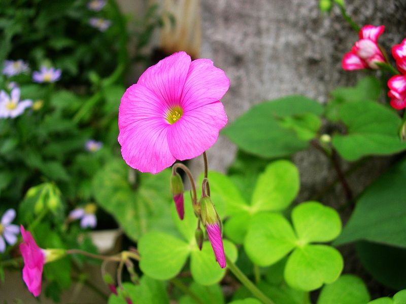 小花儿 摄影 西风胡杨