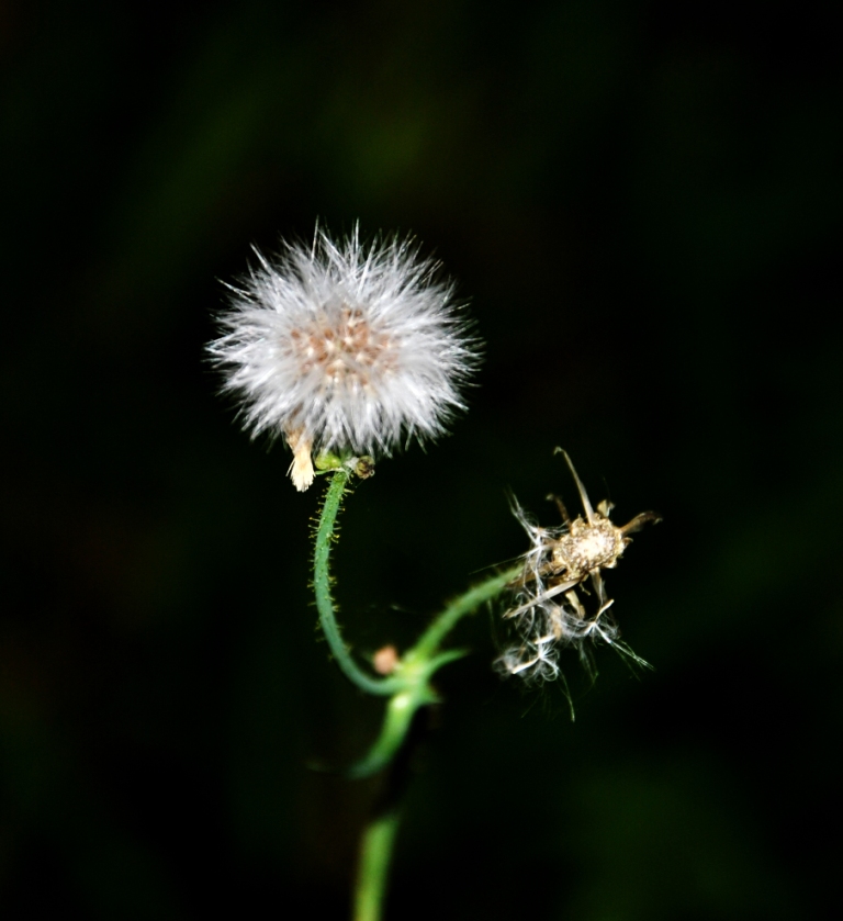 花卉小品-----蒲公英 摄影 王老爹