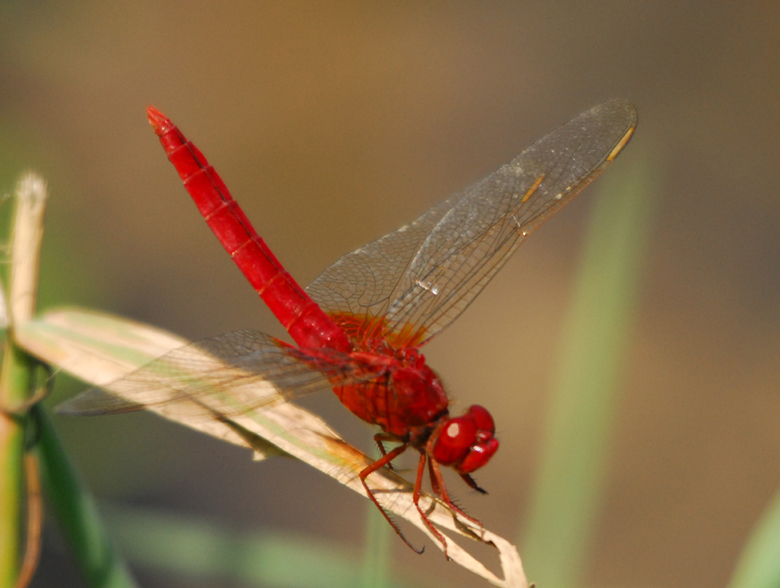 红蜻蜓 摄影 lishuyong