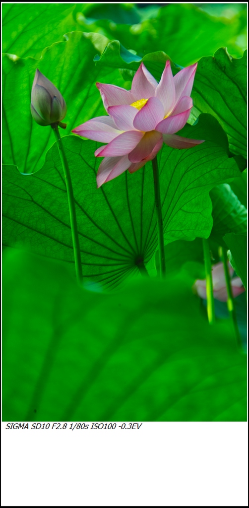 初夏芙蓉2 摄影 jifeng0058