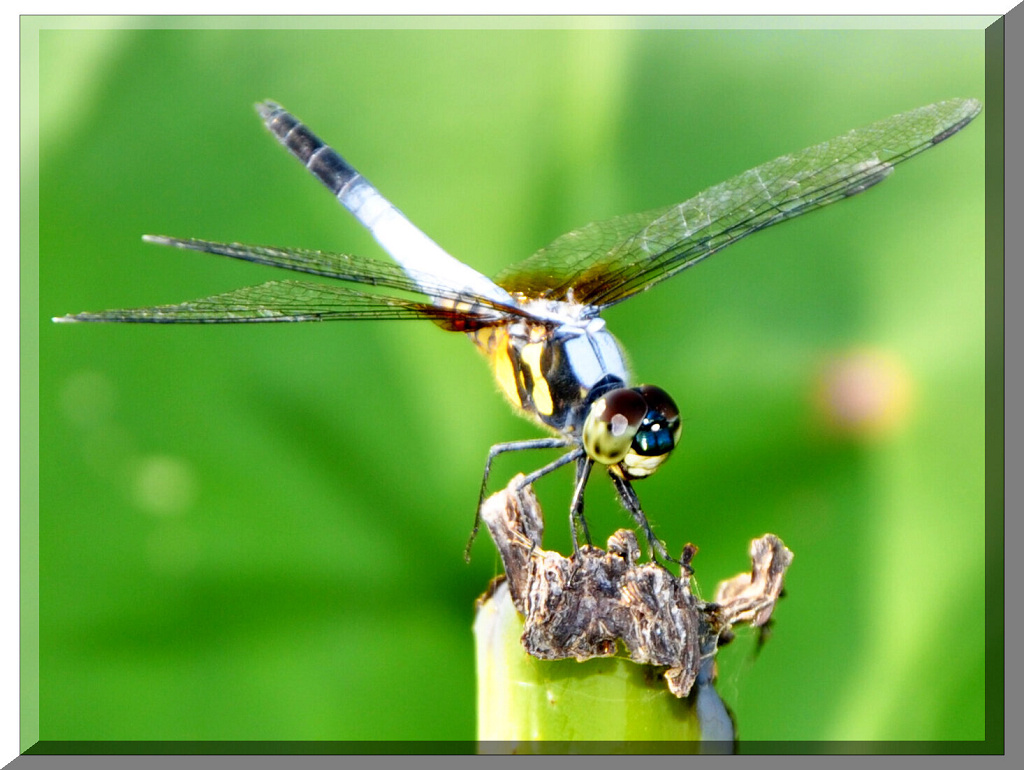蜻蜓 摄影 印像桂林