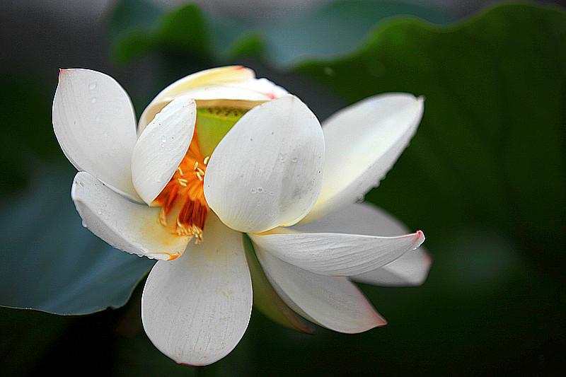 出水芙蓉 摄影 金色的秋天