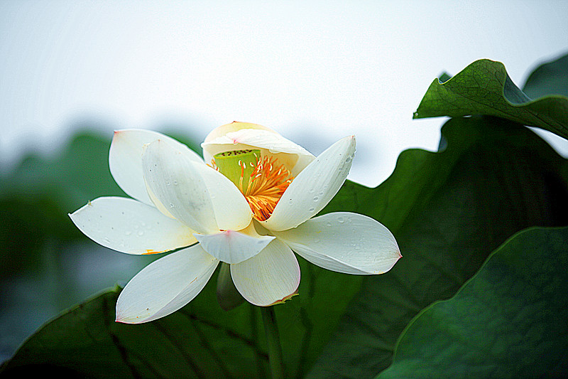 出水芙蓉 摄影 金色的秋天