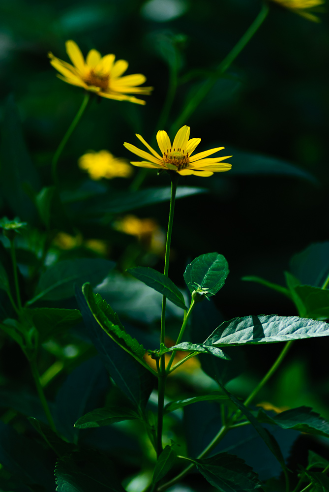 小花 摄影 苗思