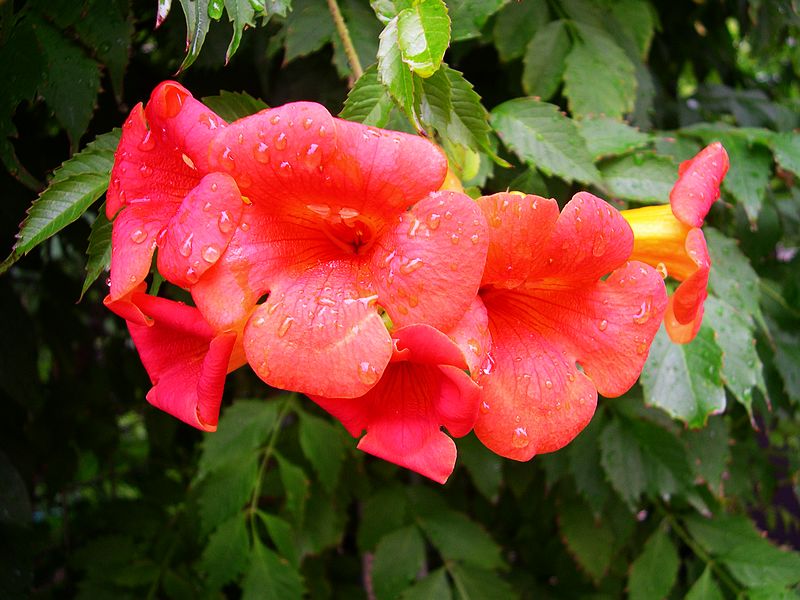 雨后连翘花 摄影 西风胡杨