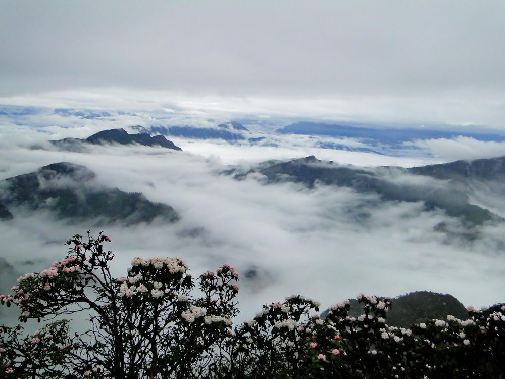 牛背山杜鹃花 摄影 云dyc