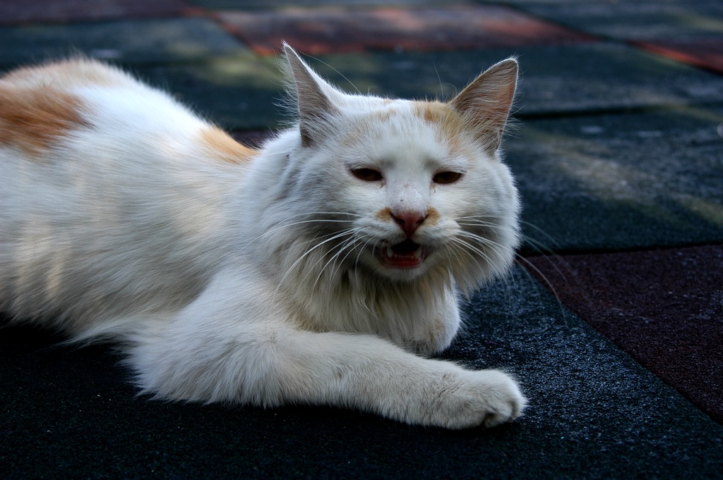 猫 摄影 蓝天大地