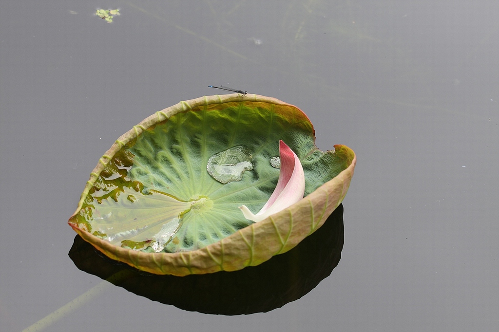 搭顺风船 摄影 永纯