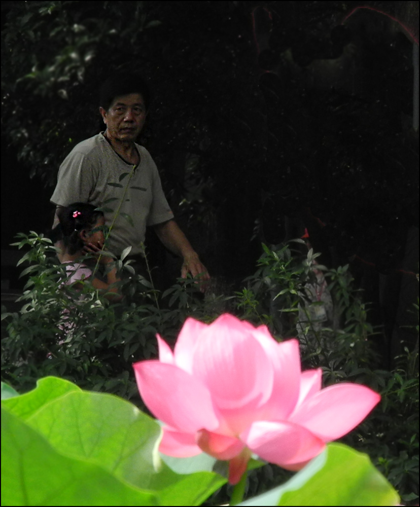 心中的花朵 摄影 老尼康