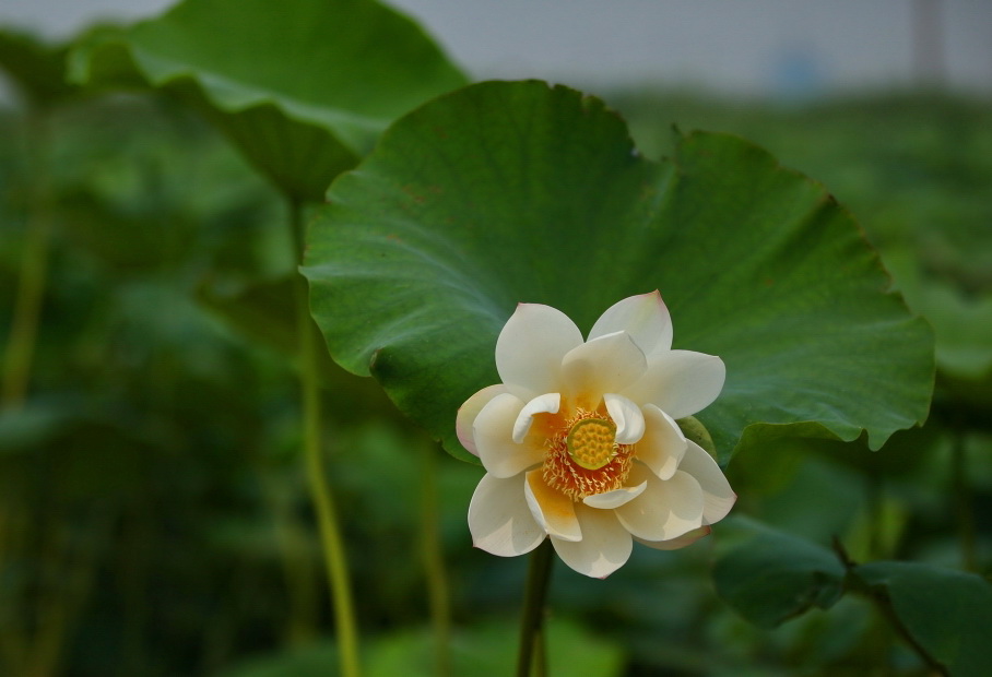 荷花3 摄影 银河方舟