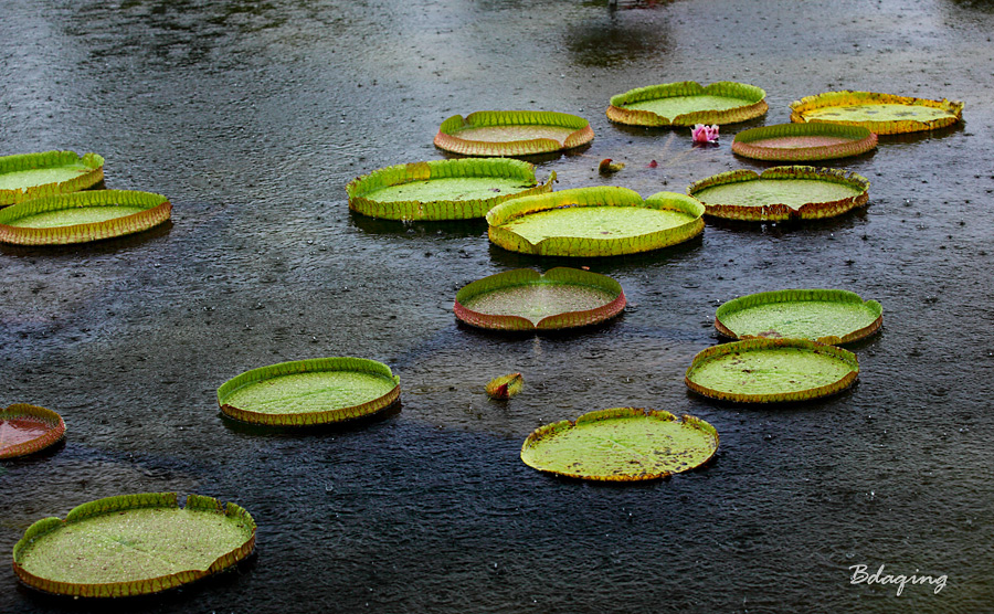 雨中王莲 摄影 Bdaqing