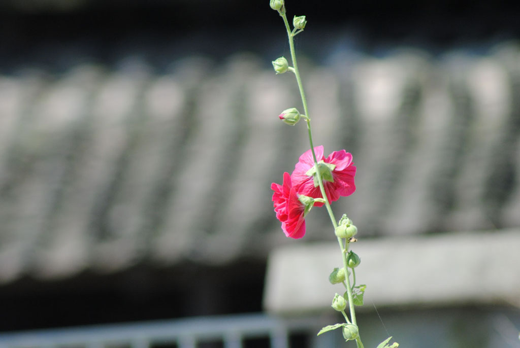 节节高 摄影 是秋