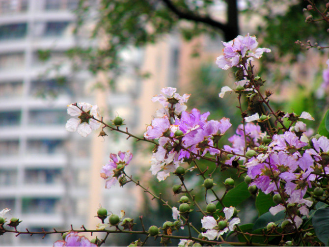 花 摄影 古日