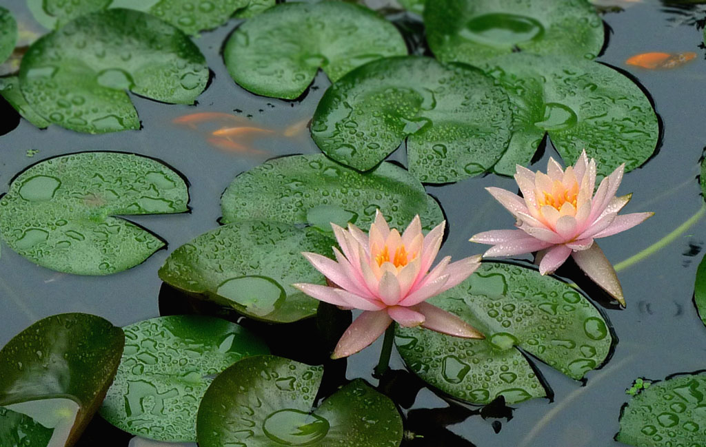 鱼戏莲叶间 摄影 林雨