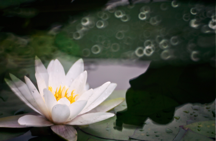 睡莲 摄影 本溪秋雨