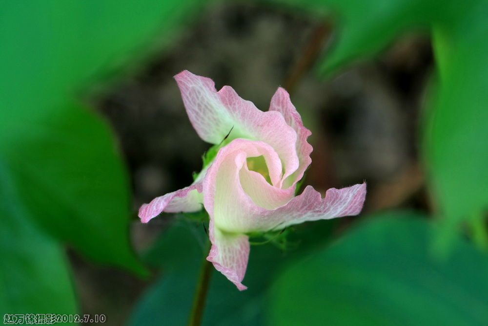 棉花花 摄影 河山锦绣