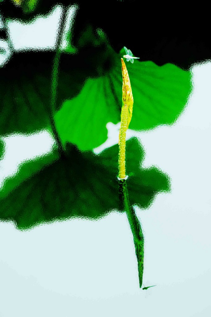 雨荷 摄影 李建都