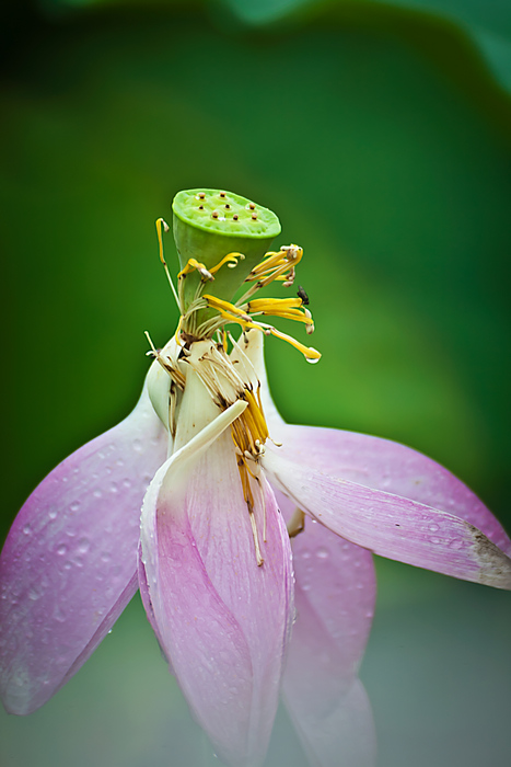 美丽依旧 摄影 本溪秋雨