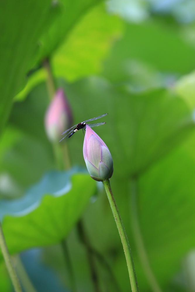 荷花 摄影 tangcg